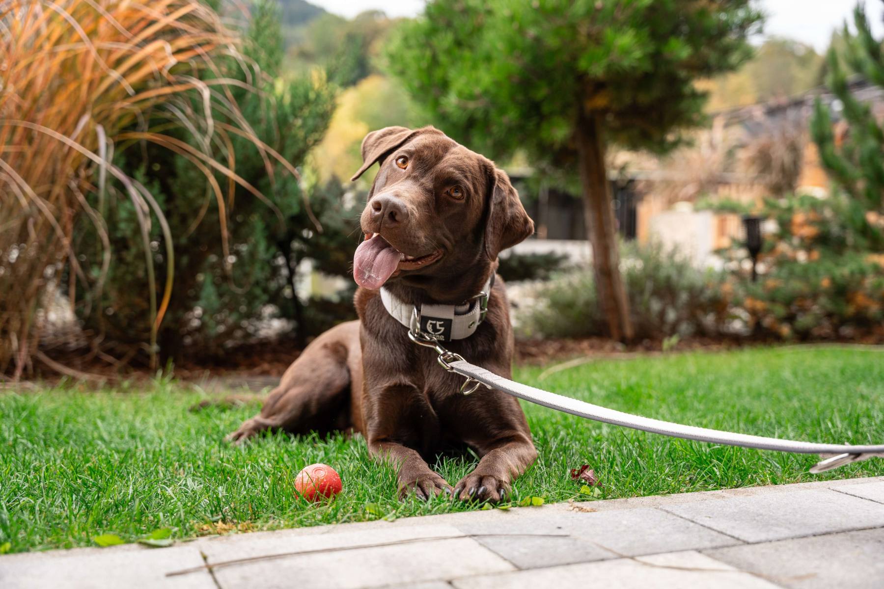 Labrador Urlaubmithund Oesterreich Salzburgerland